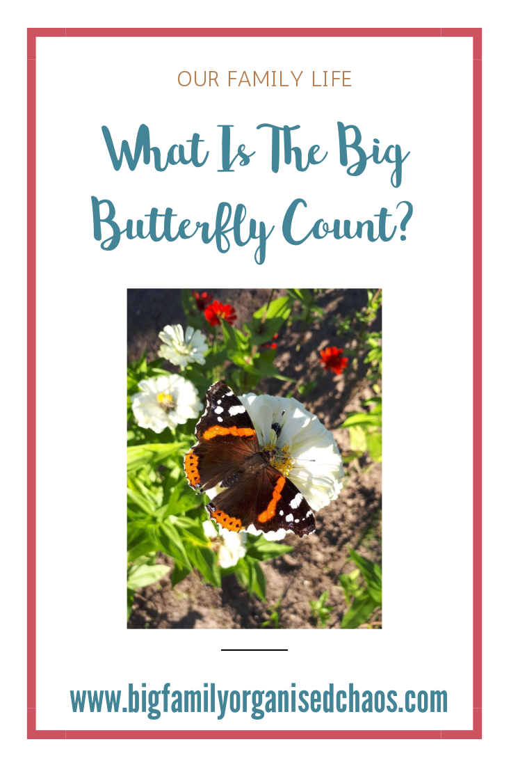 every year in July and August The Big Butterfly Count takes place, click through to find out more