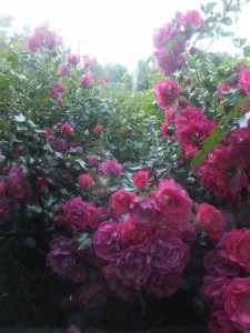 Rose bushes gone mad!