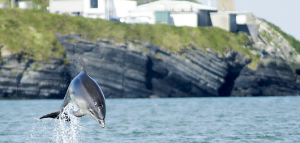 dolphin Newquay Wales