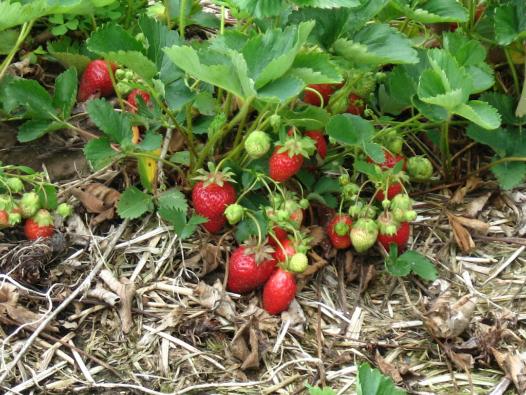 strawberries-19441290364626cfg