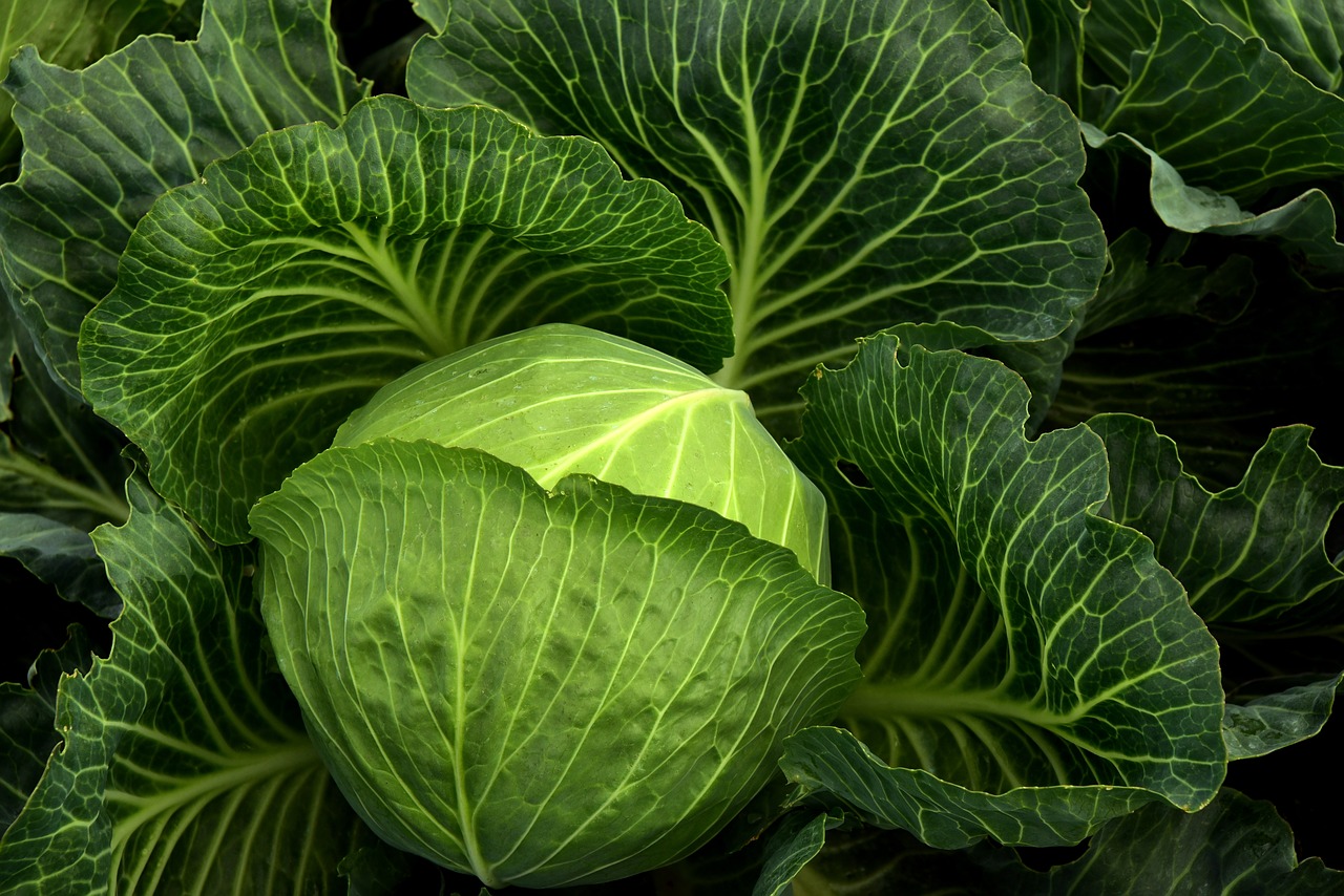 vegetables in containers - cabbages