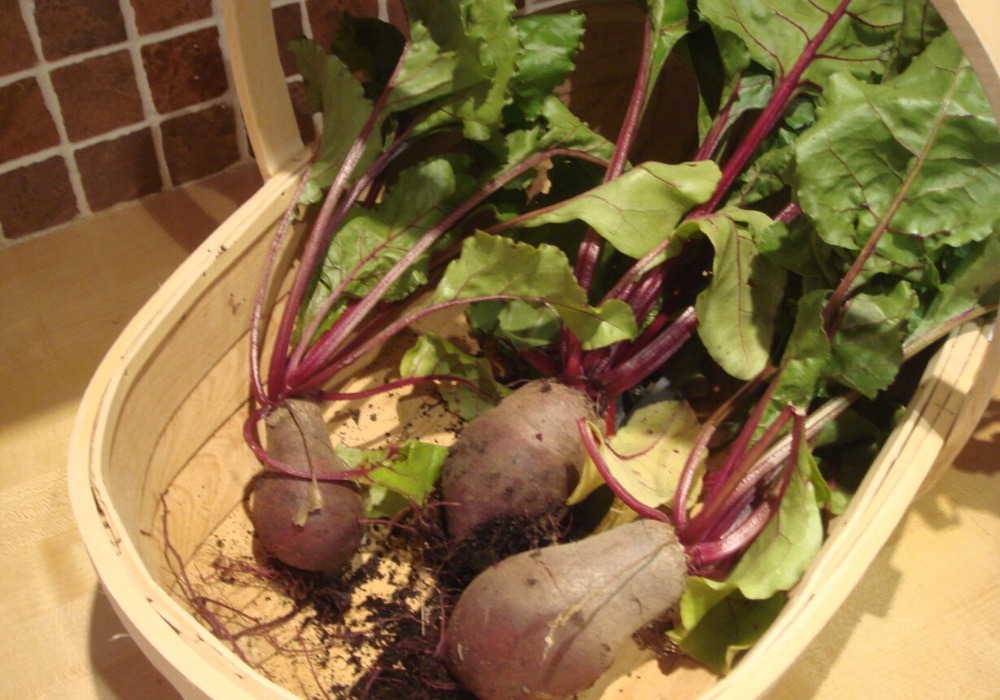 Beetroot harvested from gardening