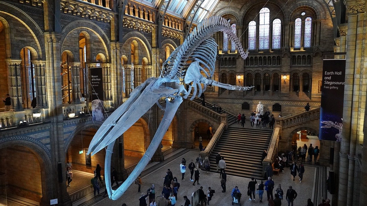 London Attractions That Are Free - Natural History Museum