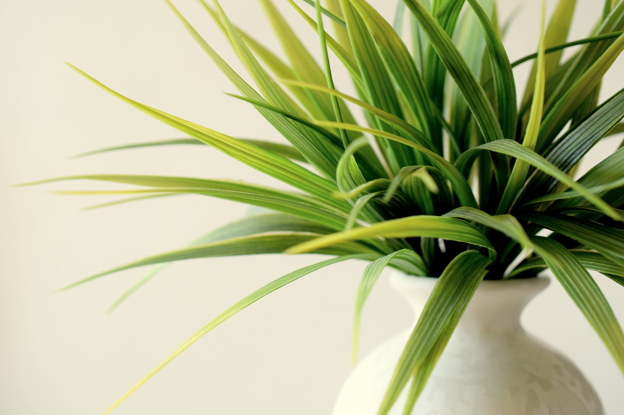 furnish your first home with indoor plants